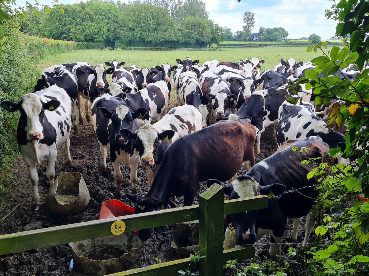 2024-06-06 15 Ashwellthorpe.jpg