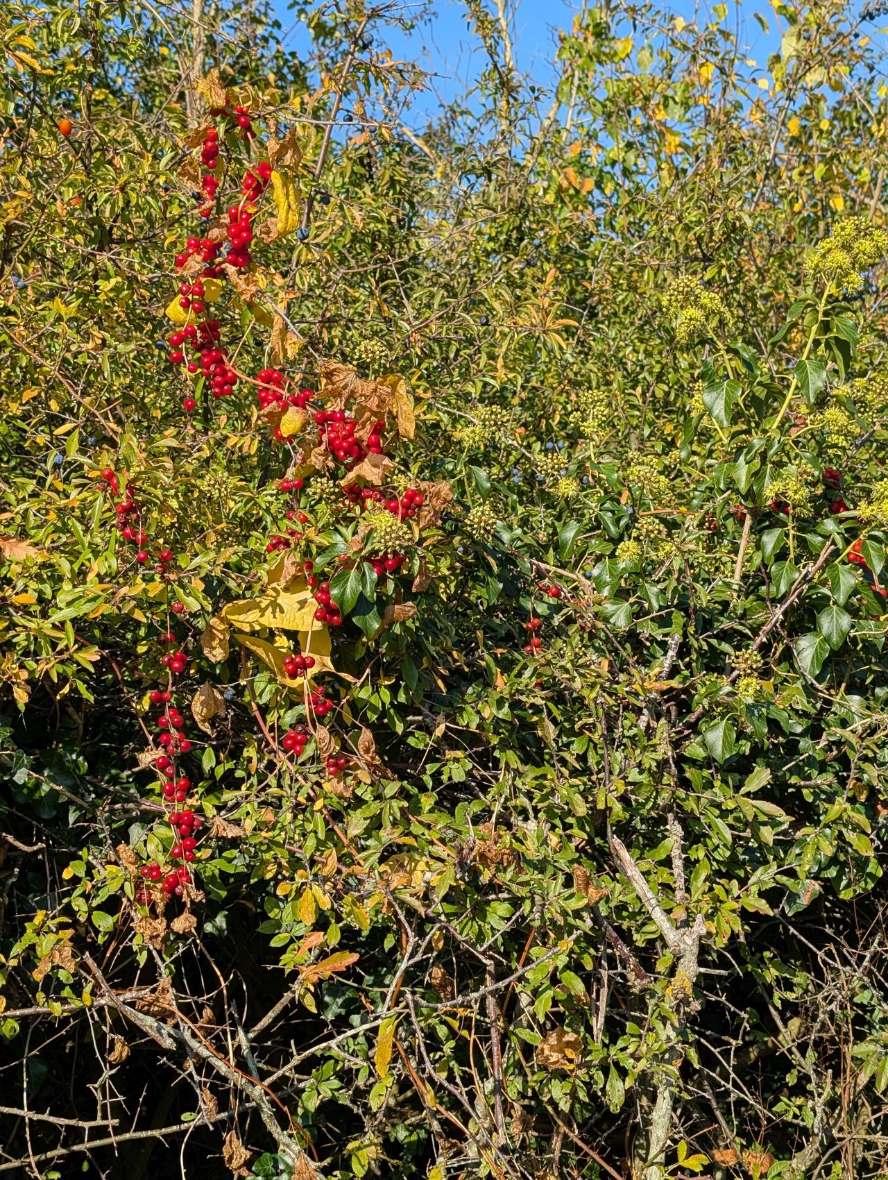 2025-10-10 02 Geldeston.jpg