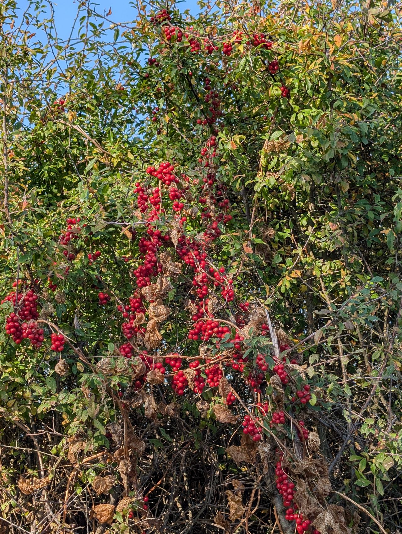 2025-10-10 03 Geldeston.jpg