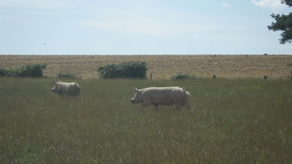 2018-08-01 01 Wheatacre.jpg