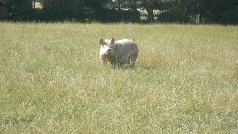 2018-08-01 02 Wheatacre.jpg