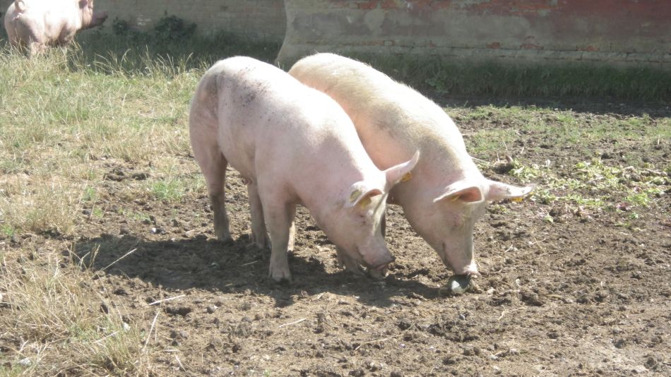 2018-08-01 03 Wheatacre.jpg