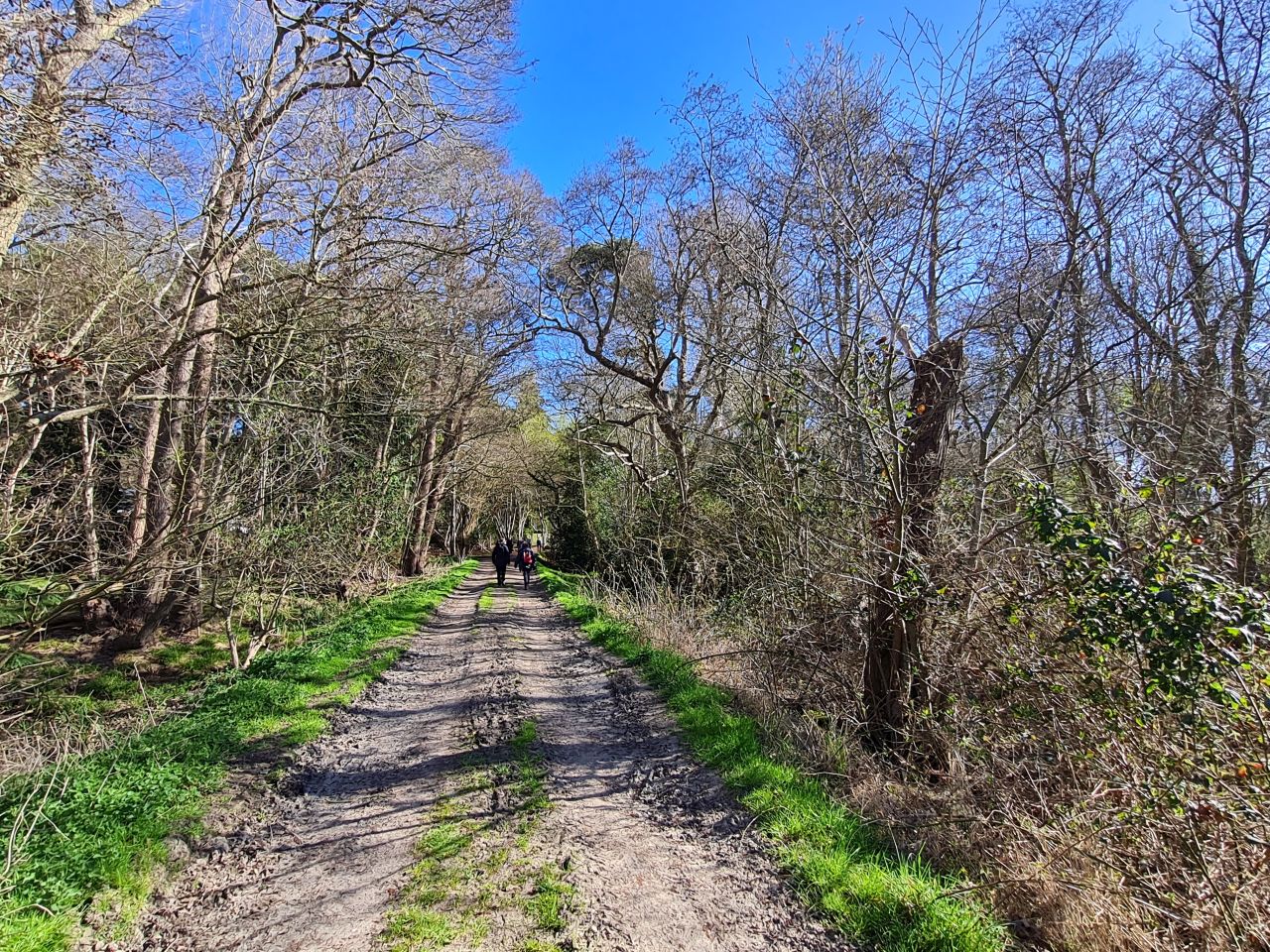 2025-04-06 18 Waveney Forest and Redwings.jpg