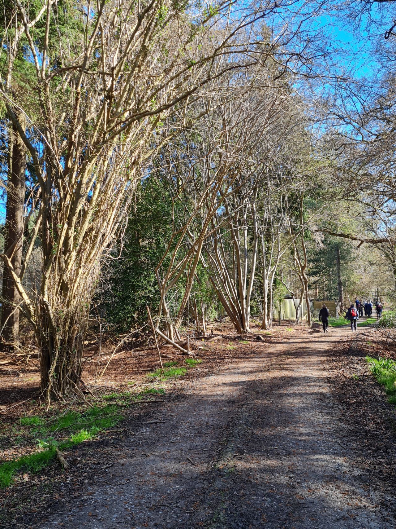 2025-04-06 19 Waveney Forest and Redwings.jpg
