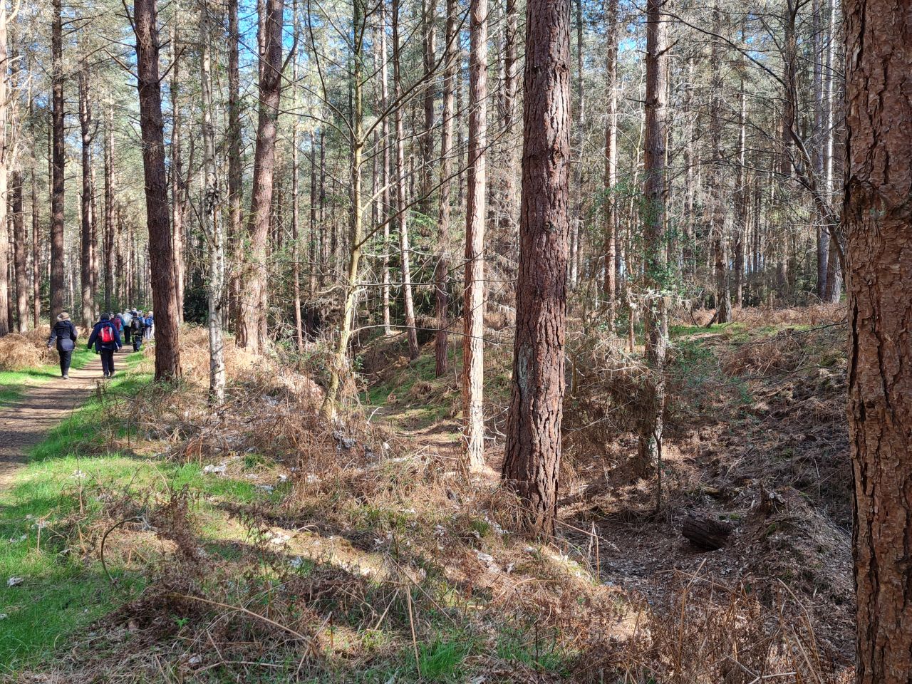 2025-04-06 20 Waveney Forest and Redwings.jpg