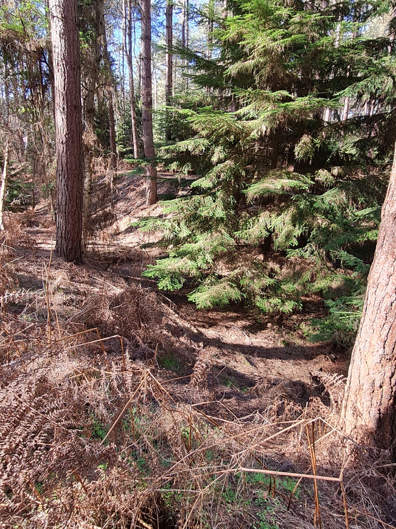 2025-04-06 21 Waveney Forest and Redwings.jpg