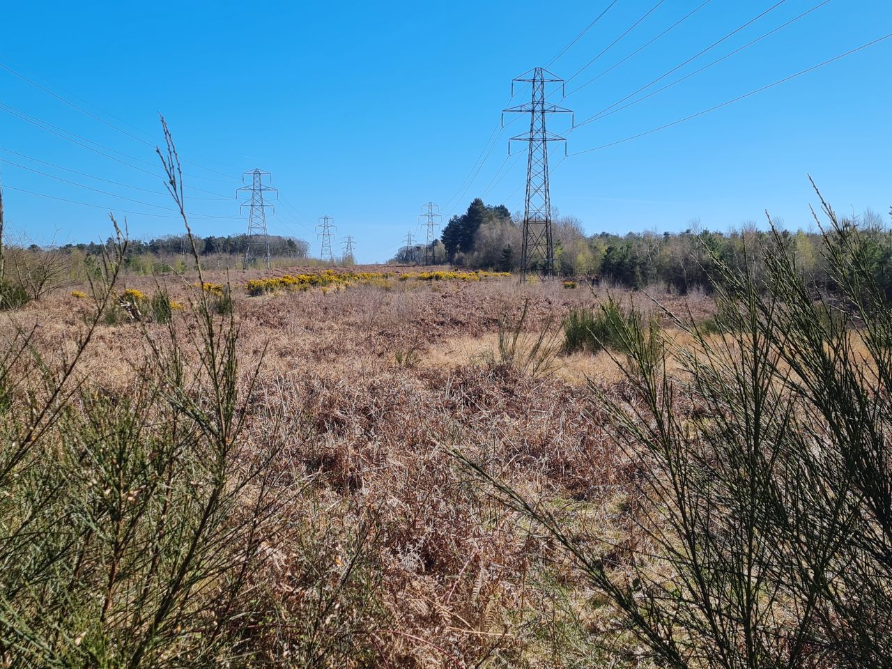 2025-04-06 22 Waveney Forest and Redwings.jpg