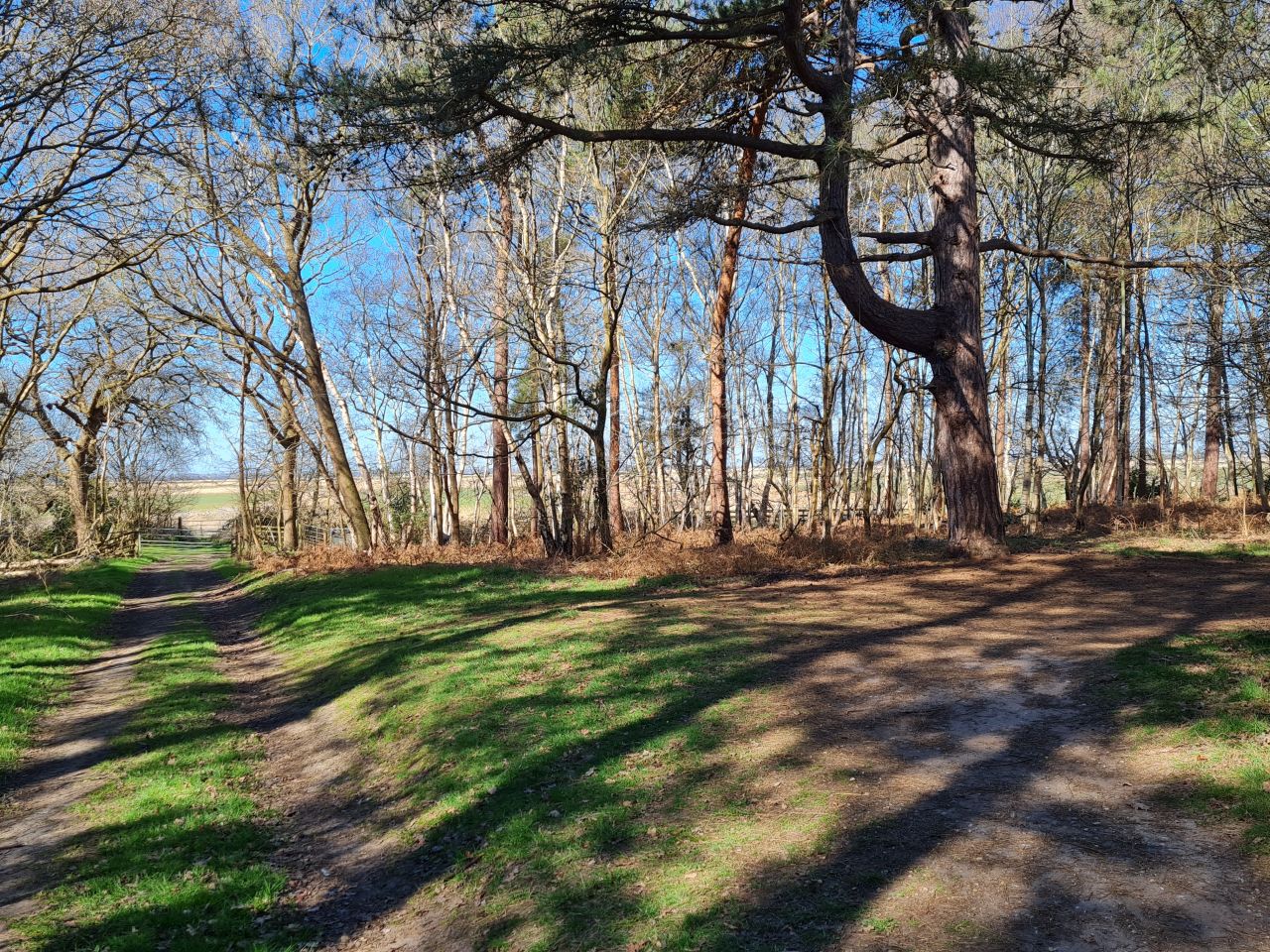2025-04-06 23 Waveney Forest and Redwings.jpg