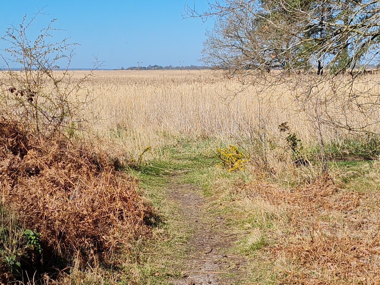 2025-04-06 24 Waveney Forest and Redwings.jpg
