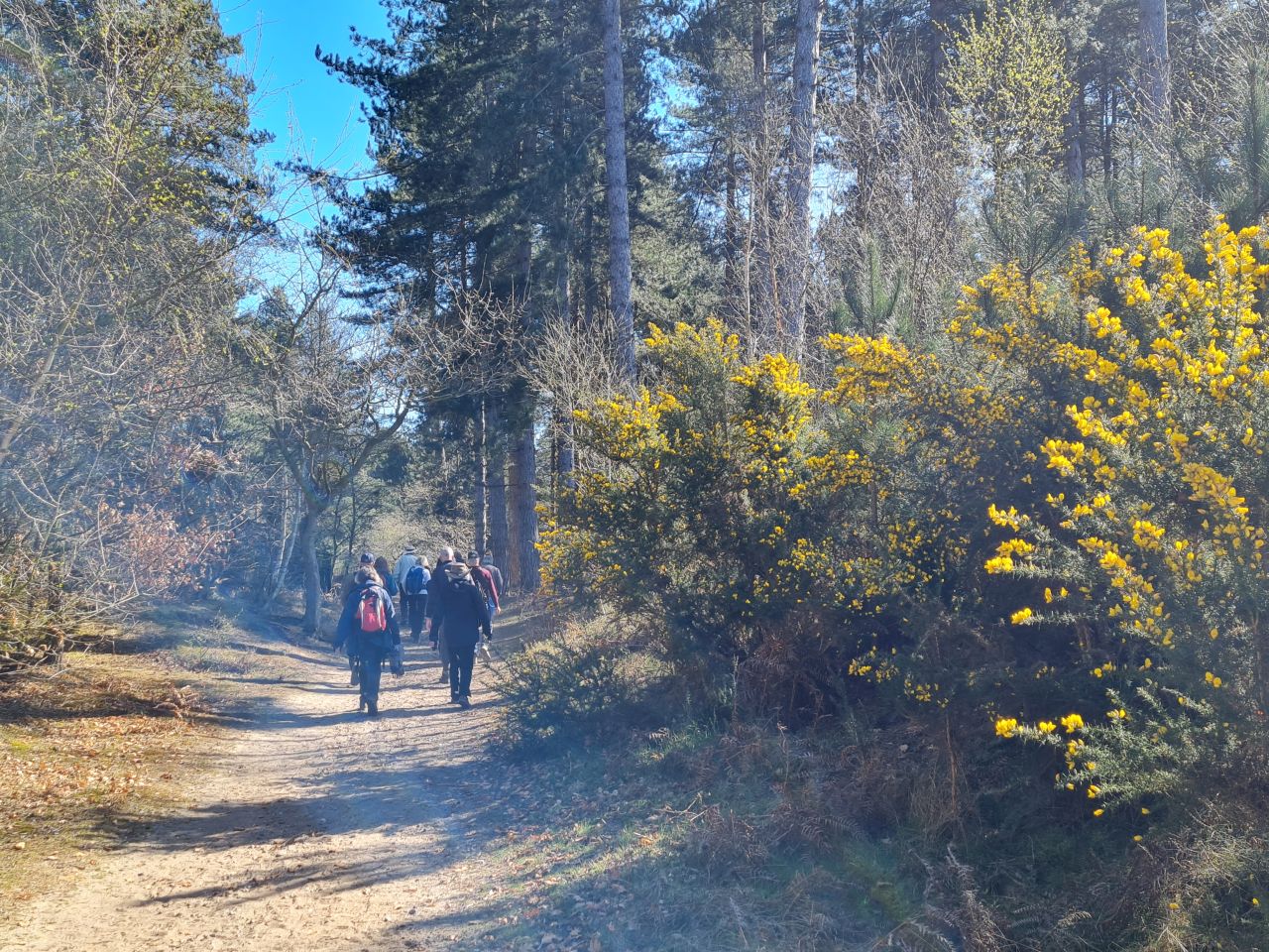 2025-04-06 25 Waveney Forest and Redwings.jpg