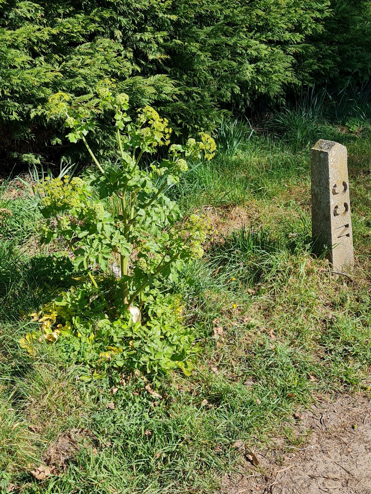 2025-04-06 26 Waveney Forest and Redwings.jpg
