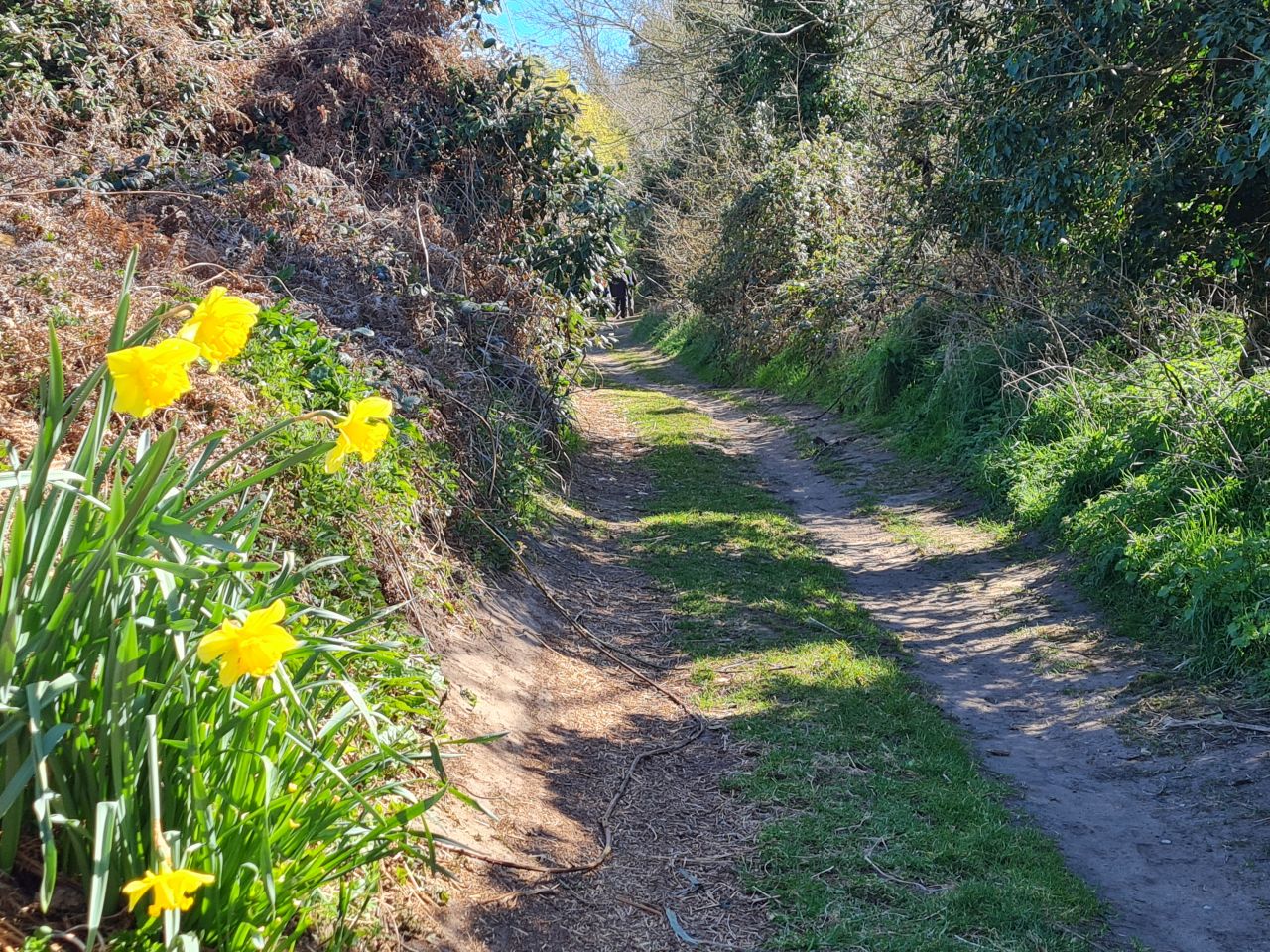 2025-04-06 27 Waveney Forest and Redwings.jpg