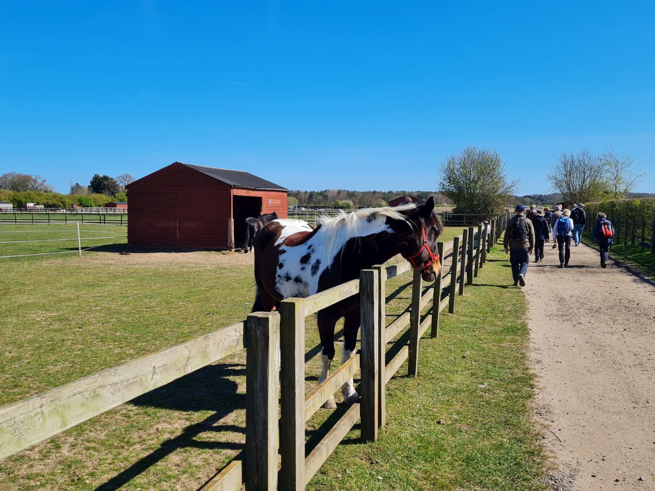 2025-04-06 35 Waveney Forest and Redwings.jpg