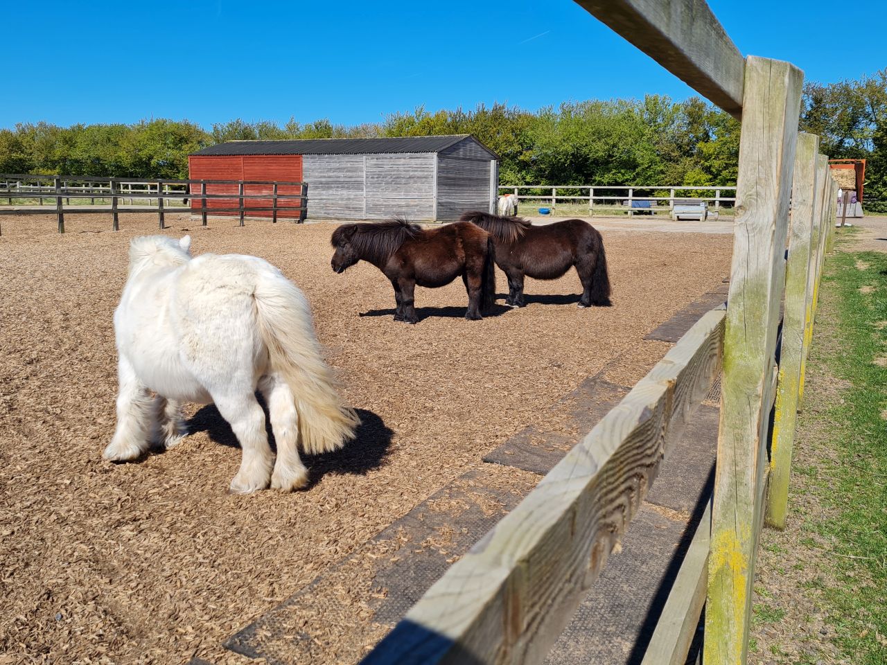 2025-04-06 38 Waveney Forest and Redwings.jpg