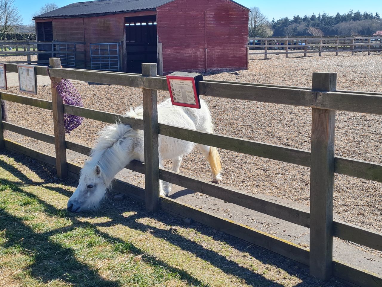 2025-04-06 39 Waveney Forest and Redwings.jpg