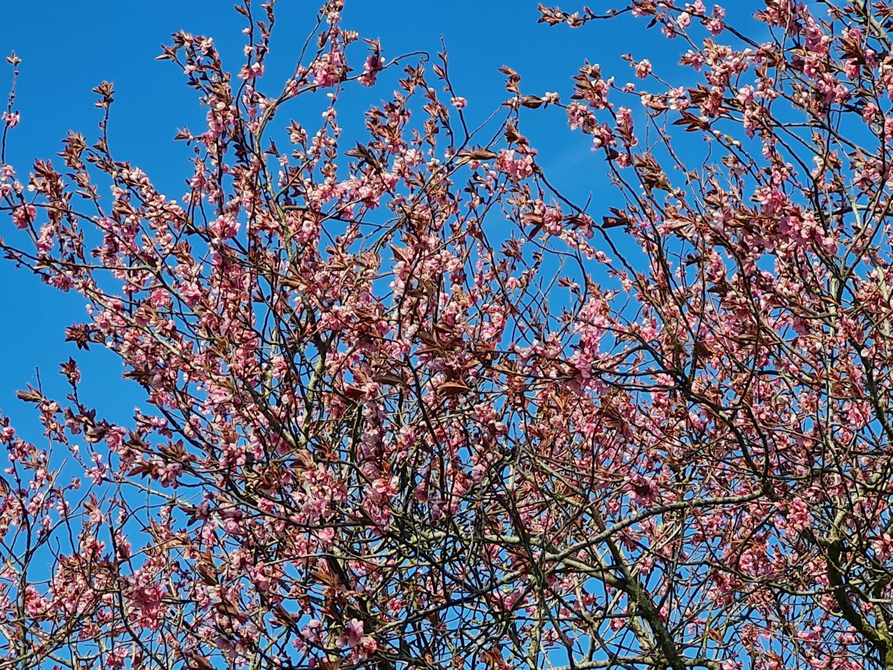 2025-04-06 43 Waveney Forest and Redwings.jpg