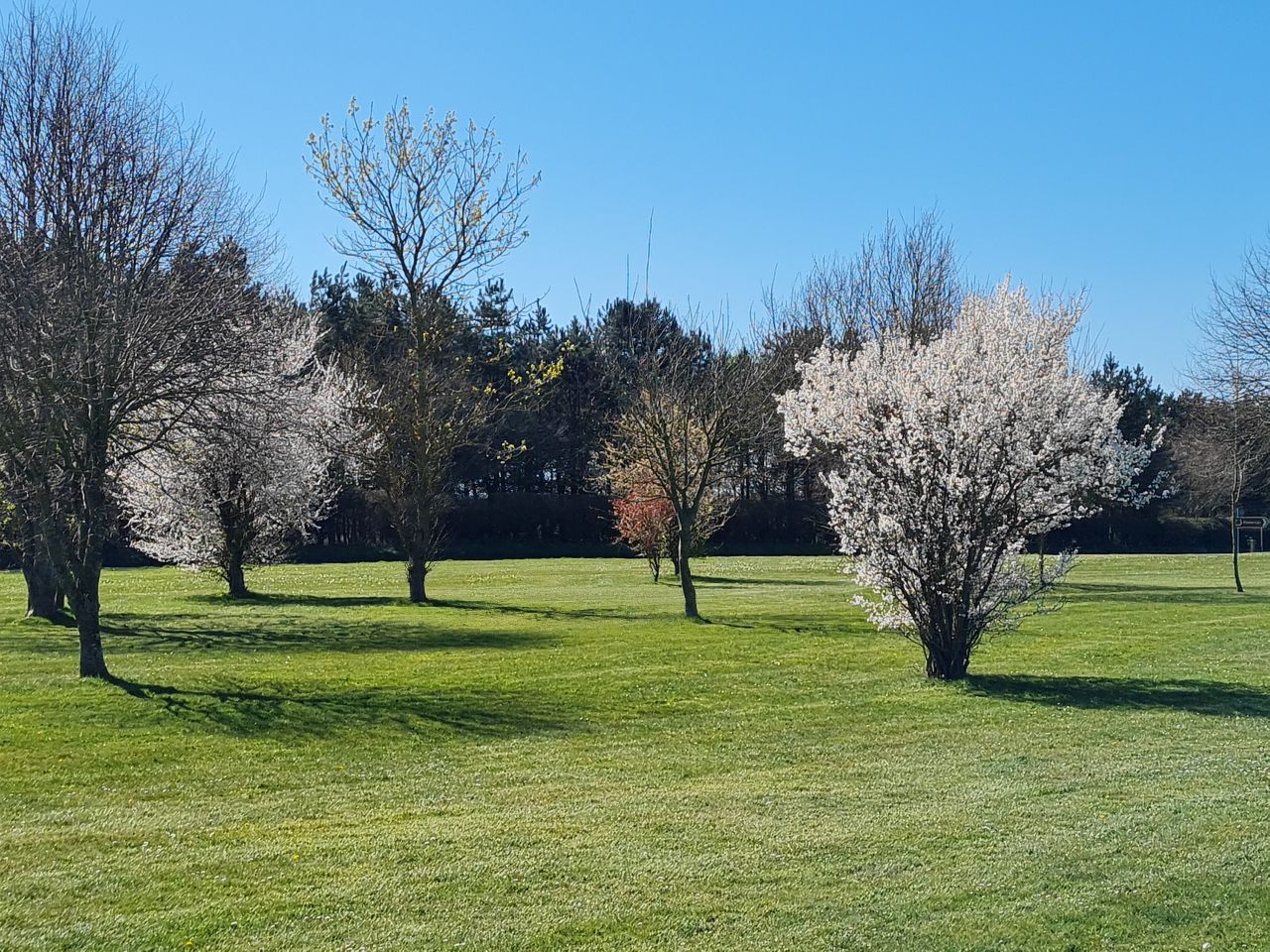 2025-04-06 44 Waveney Forest and Redwings.jpg