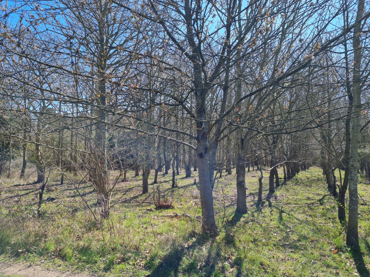 2025-04-06 68 Waveney Forest and Redwings.jpg