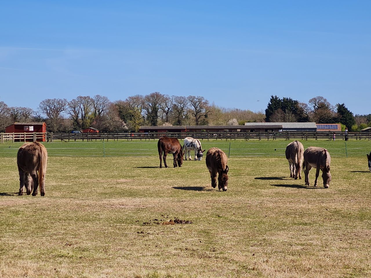 2025-04-06 69 Waveney Forest and Redwings.jpg