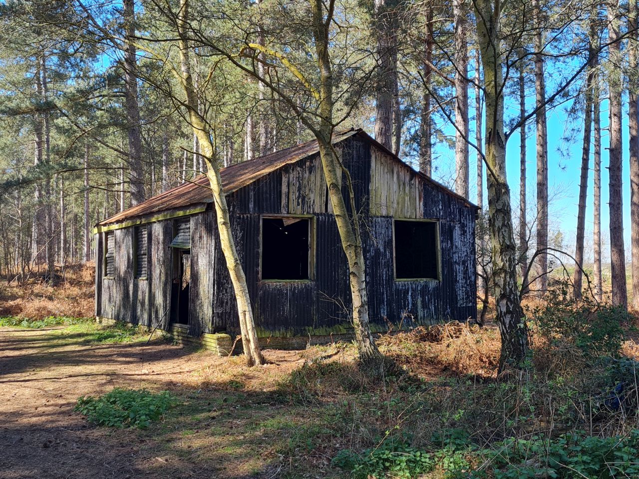 2025-04-06 71 Waveney Forest and Redwings.jpg