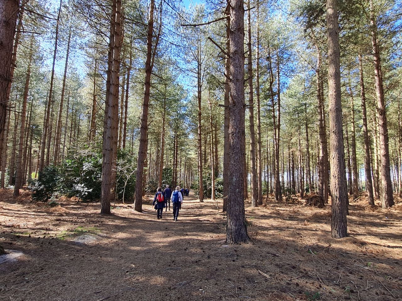 2025-04-06 72 Waveney Forest and Redwings.jpg