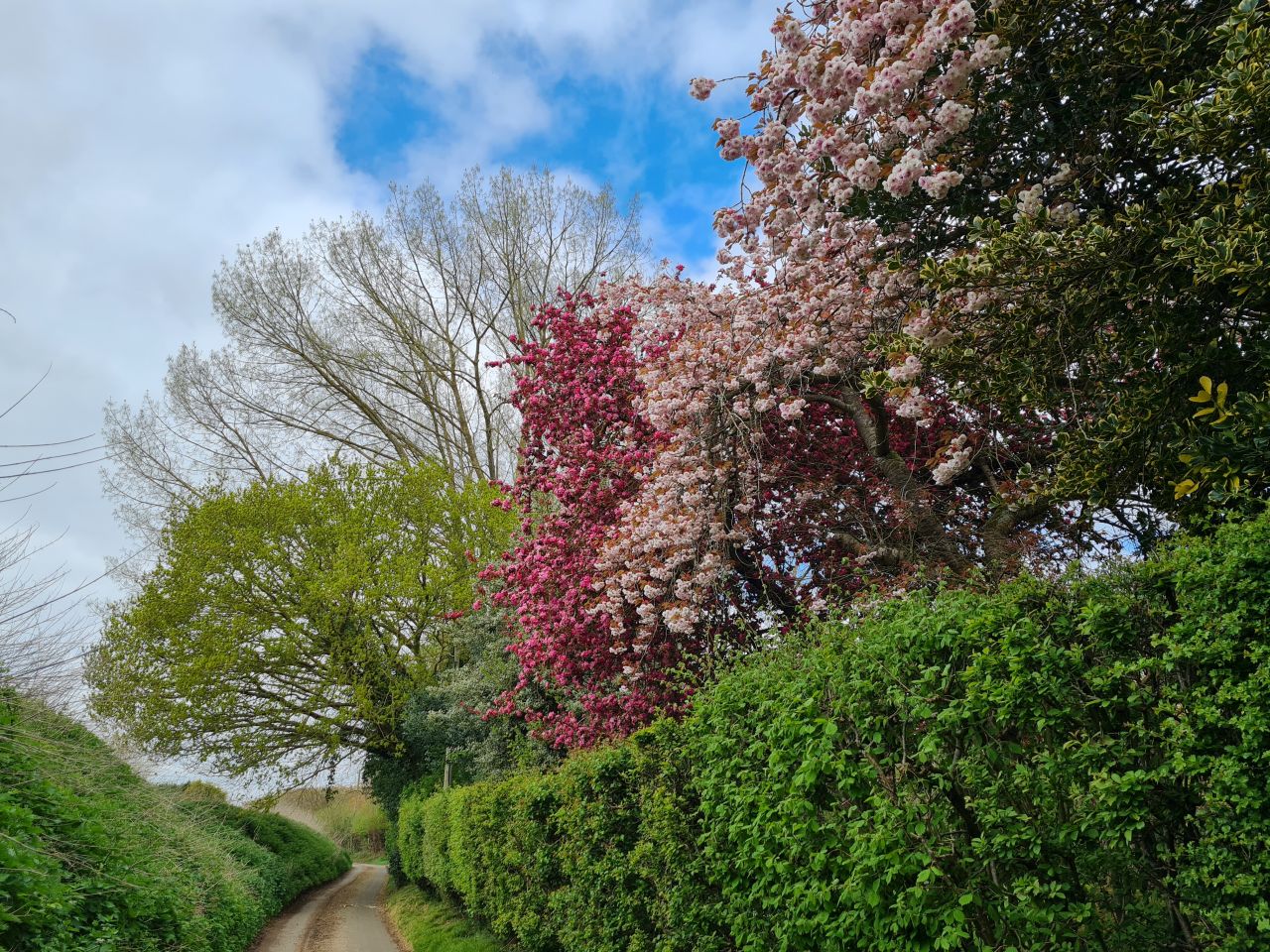 2025-04-24 12 Dagworth and Wetherden.jpg