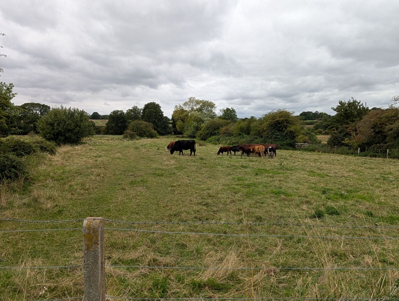 2025-08-21 16 Stoke Holy Cross and Shotesham.jpg