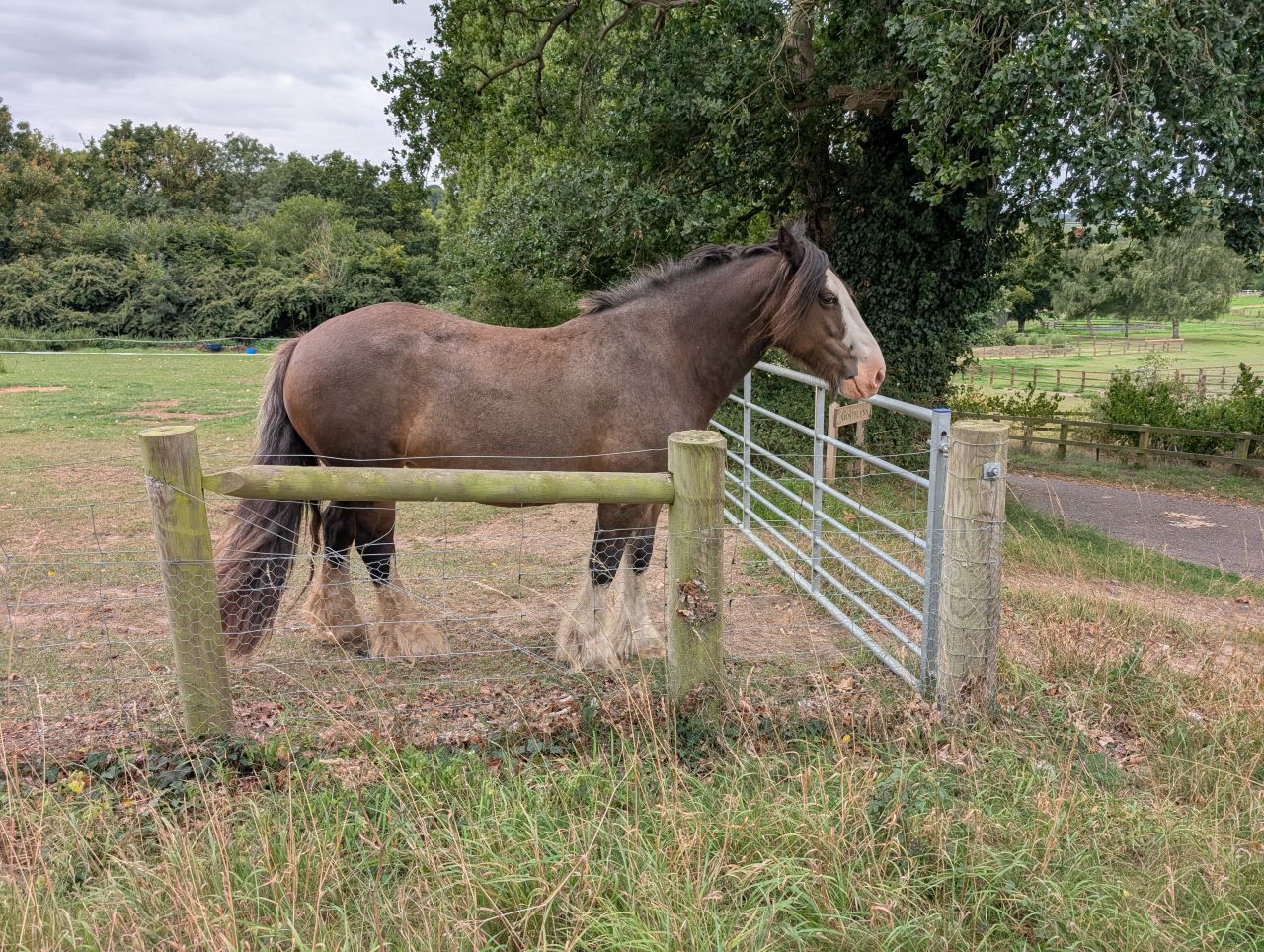 2025-08-21 18 Stoke Holy Cross and Shotesham.jpg