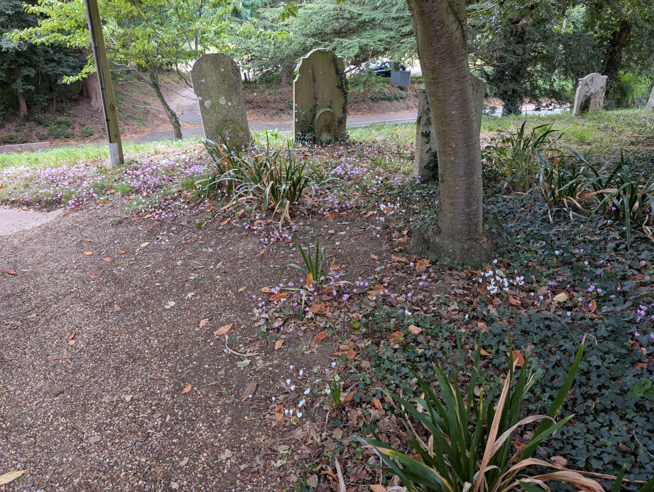 2025-08-21 23 Stoke Holy Cross and Shotesham.jpg