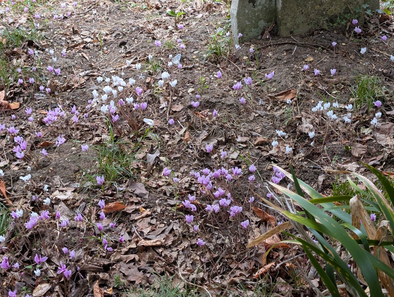 2025-08-21 24 Stoke Holy Cross and Shotesham.jpg