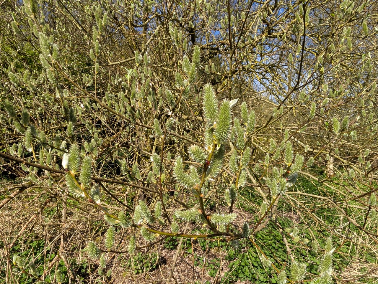 2026-04-05 05 Keele Cherry Blossom.jpg