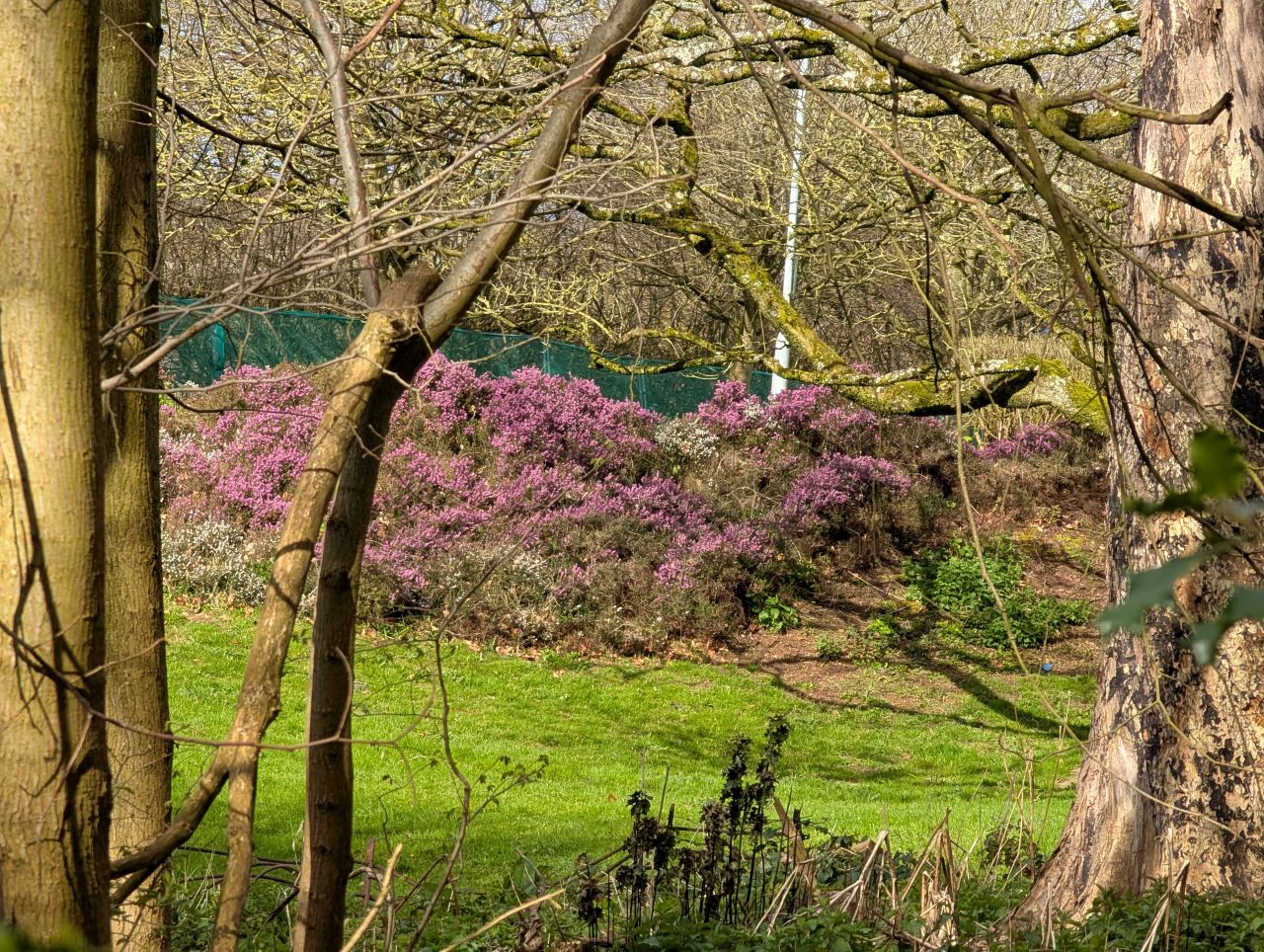 2026-04-05 11 Keele Cherry Blosson.jpg