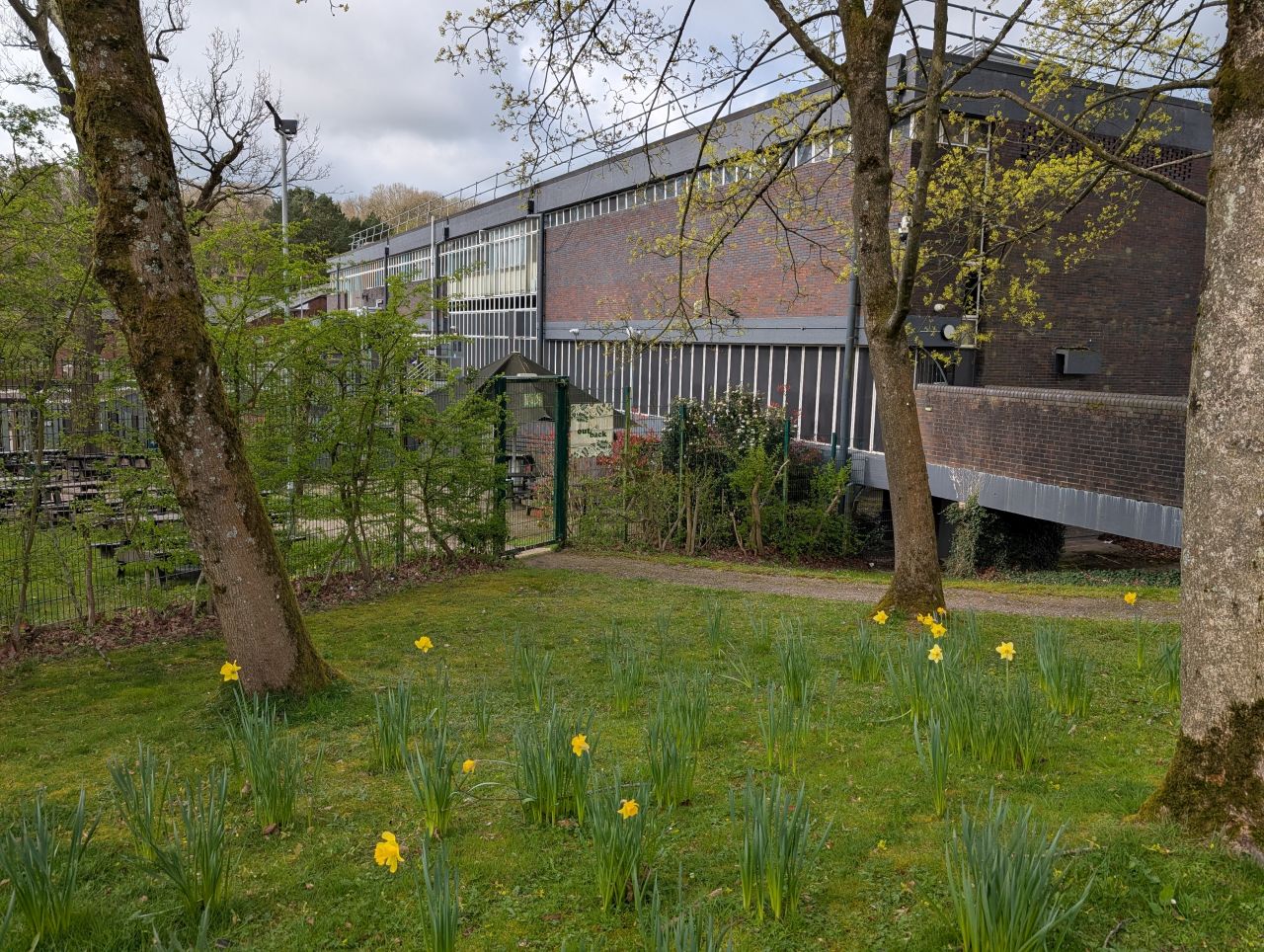 2026-04-05 13 Keele Cherry Blosson.jpg