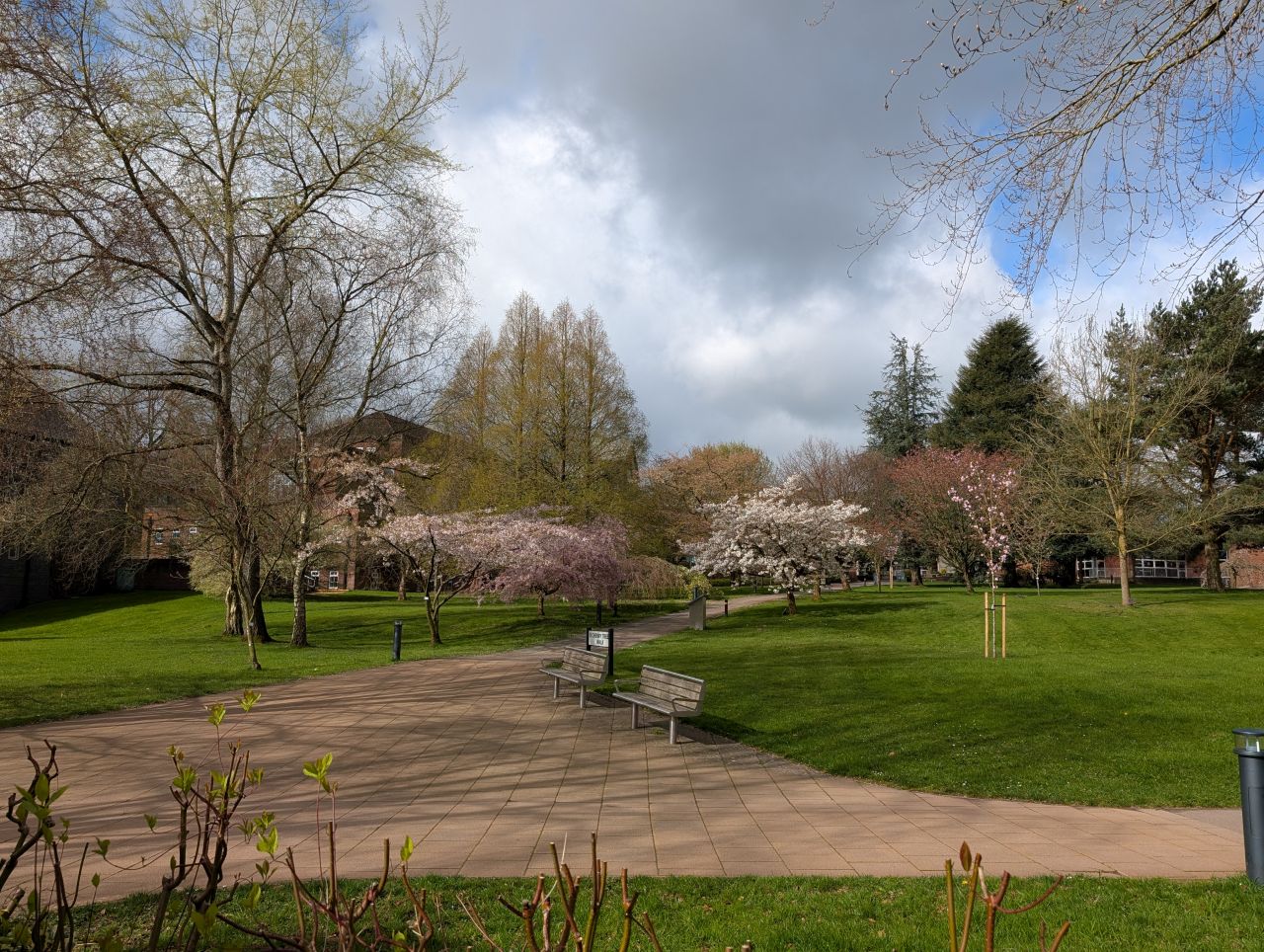 2026-04-05 16 Keele Cherry Blossom.jpg