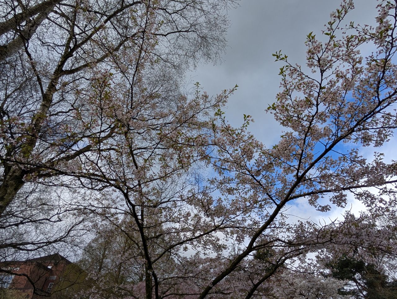 2026-04-05 19 Keele Cherry Blossom.jpg