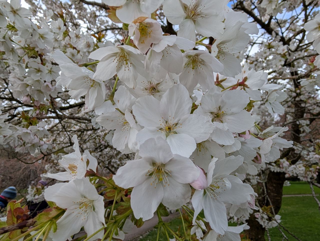 2026-04-05 22 Keele Cherry Blosson.jpg