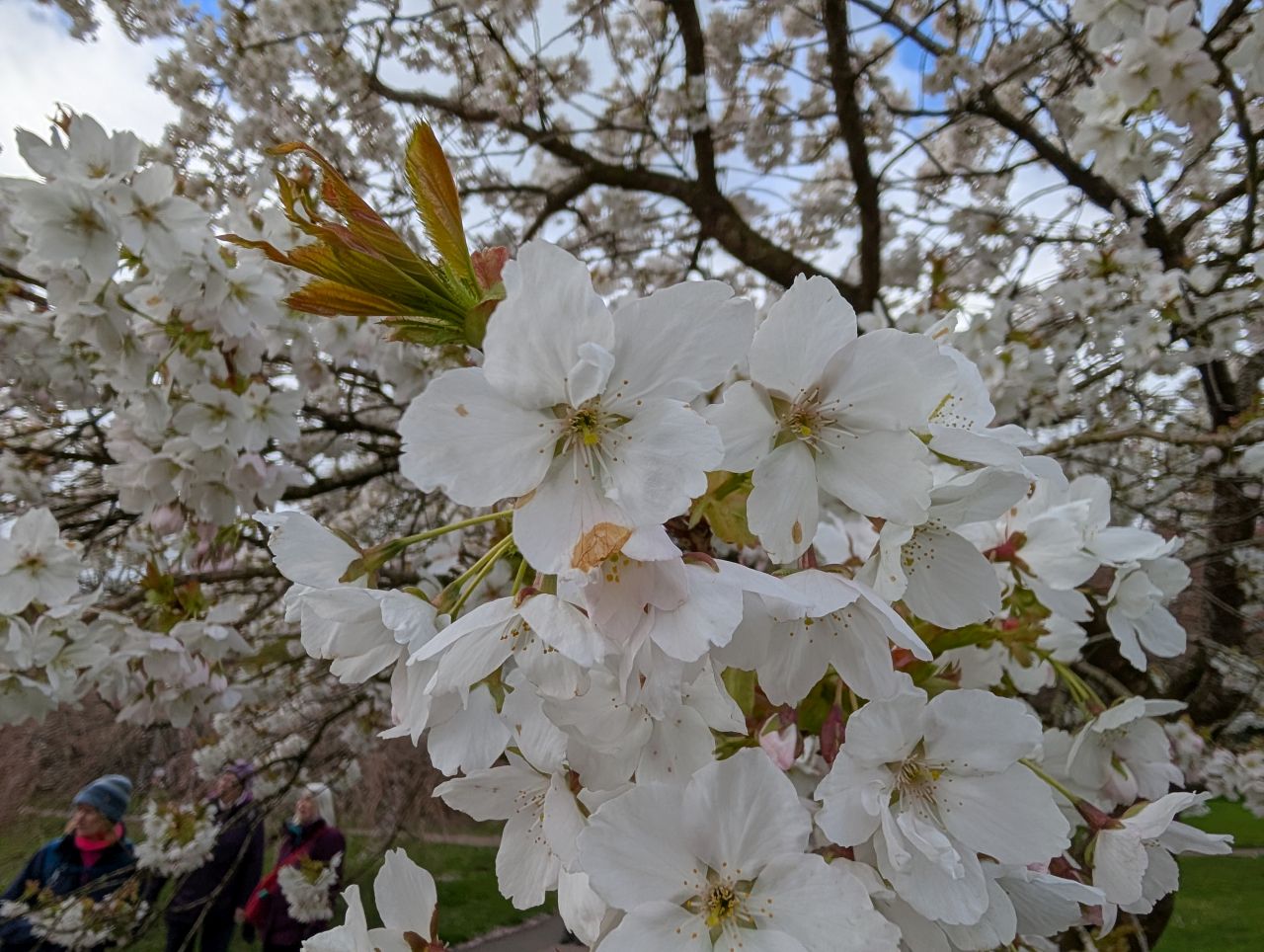 2026-04-05 23 Keele Cherry Blosson.jpg