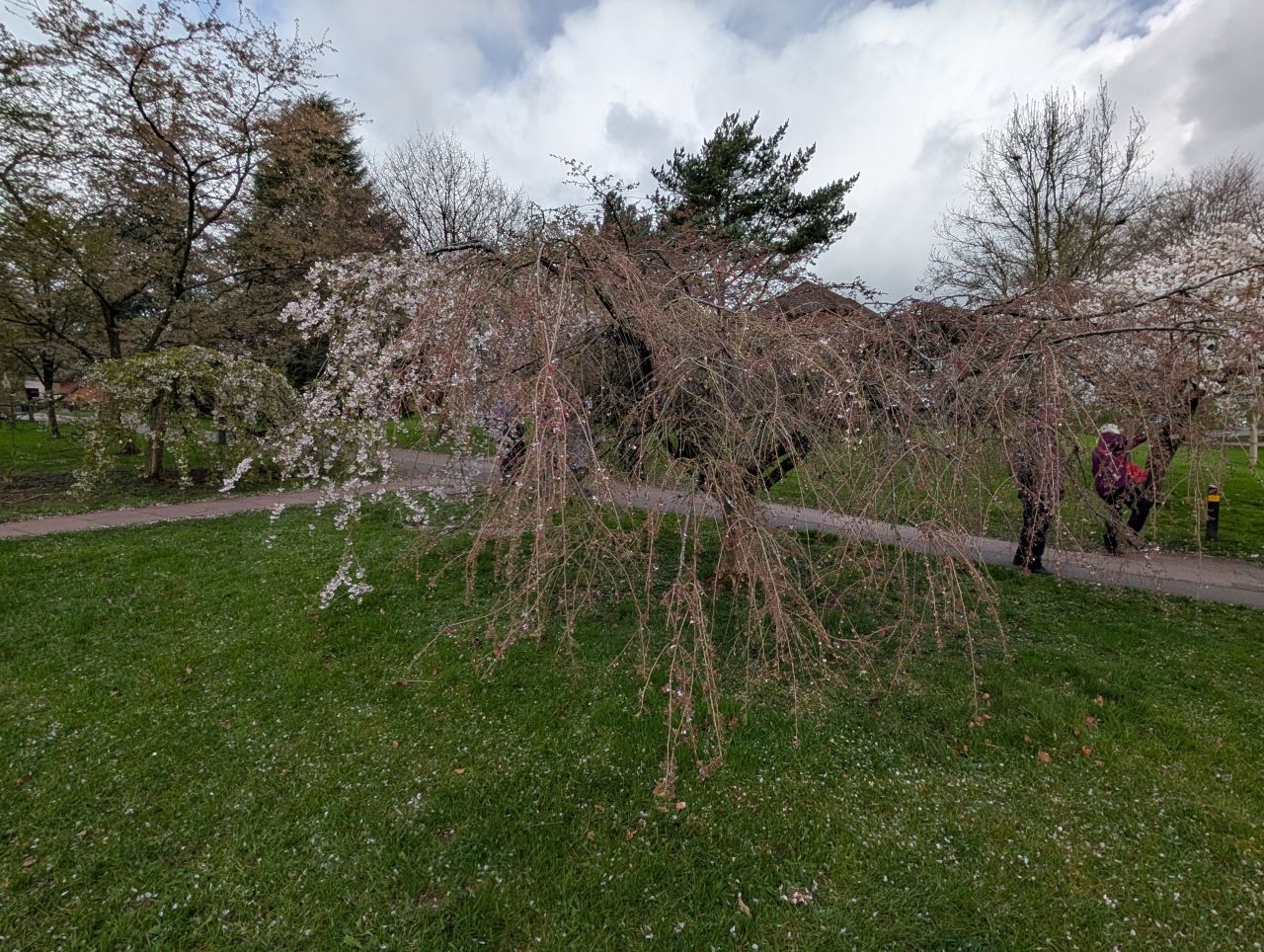 2026-04-05 24 Keele Cherry Blossom.jpg