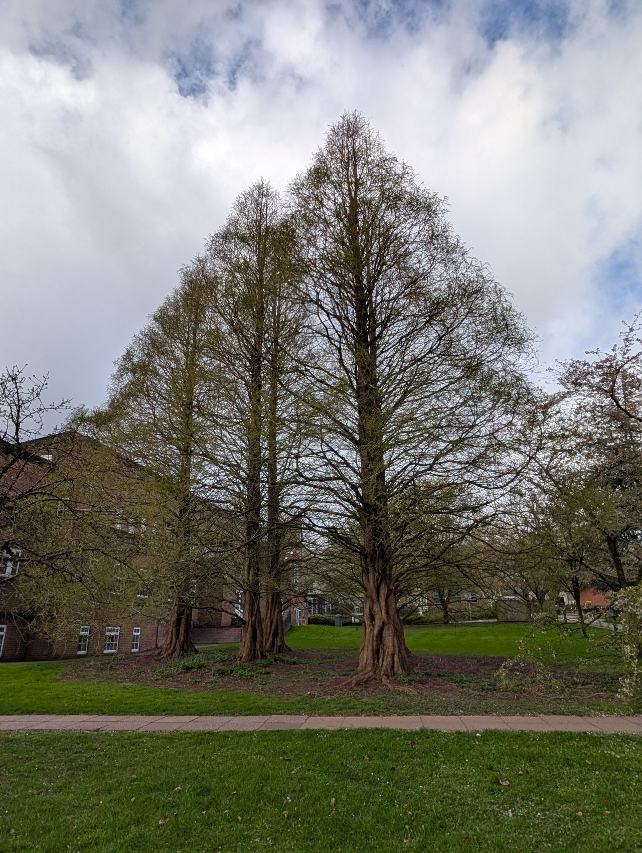 2026-04-05 25 Keele Cherry Blossom.jpg
