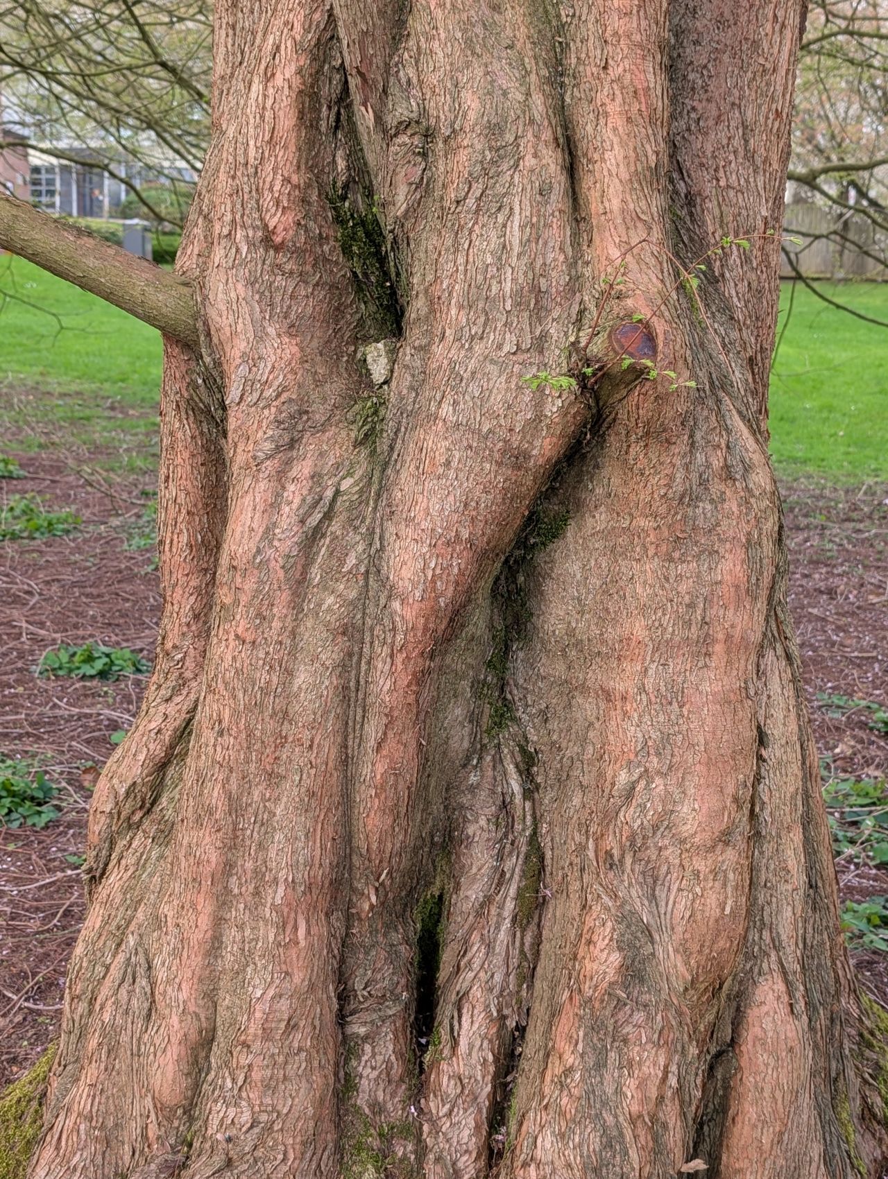 2026-04-05 26 Keele Cherry Blosson.jpg