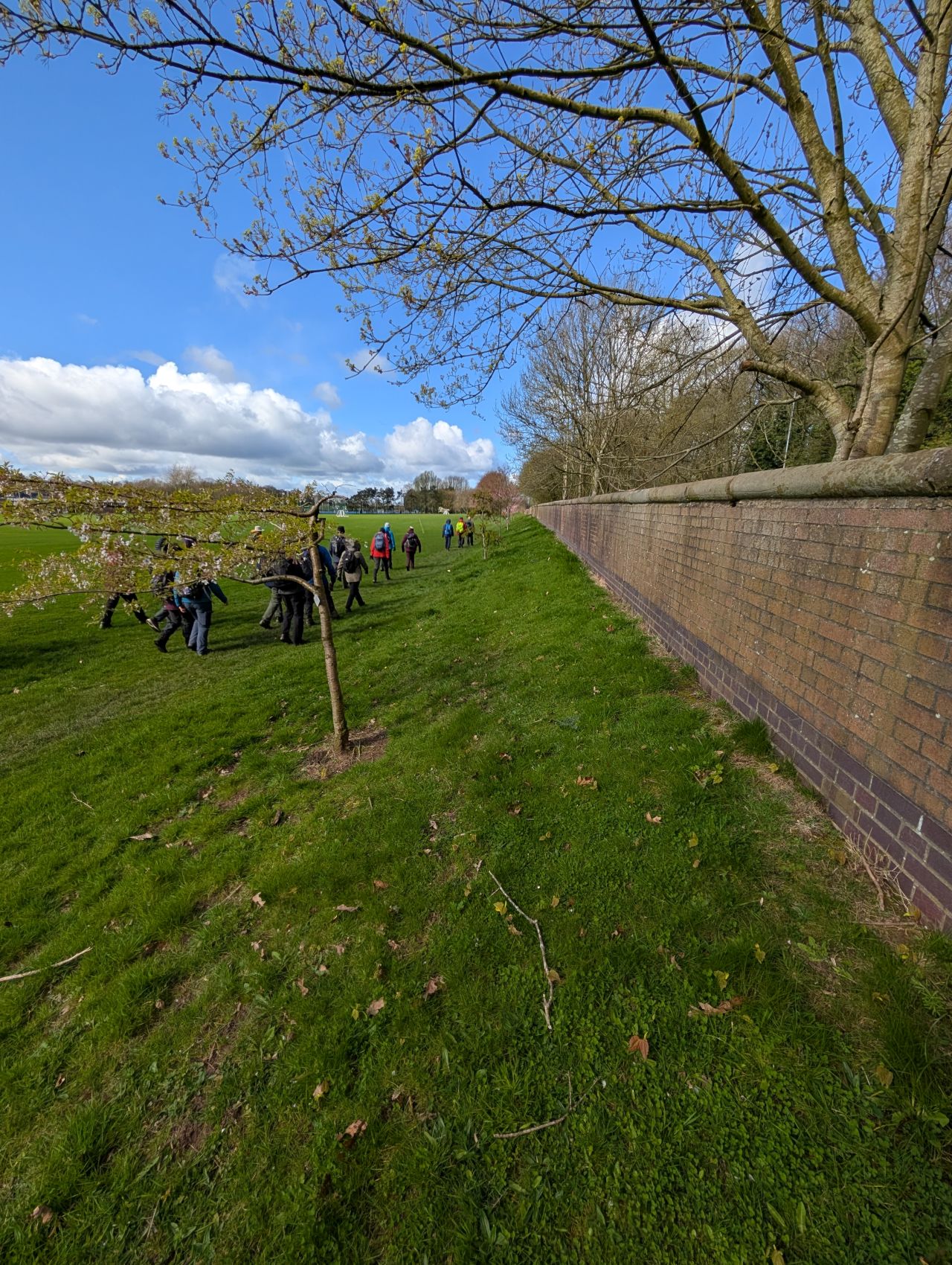 2026-04-05 34 Keele Cherry Blosson.jpg