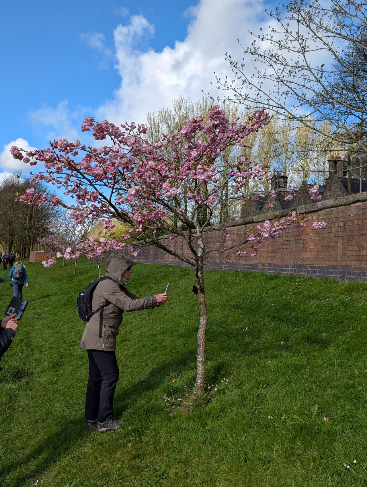 2026-04-05 36 Keele Cherry Blosson.jpg