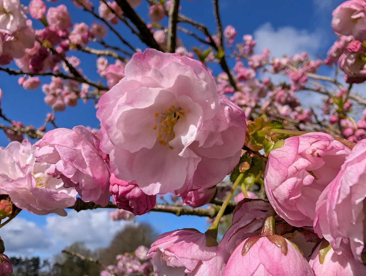 2026-04-05 37 Keele Cherry Blosson.jpg