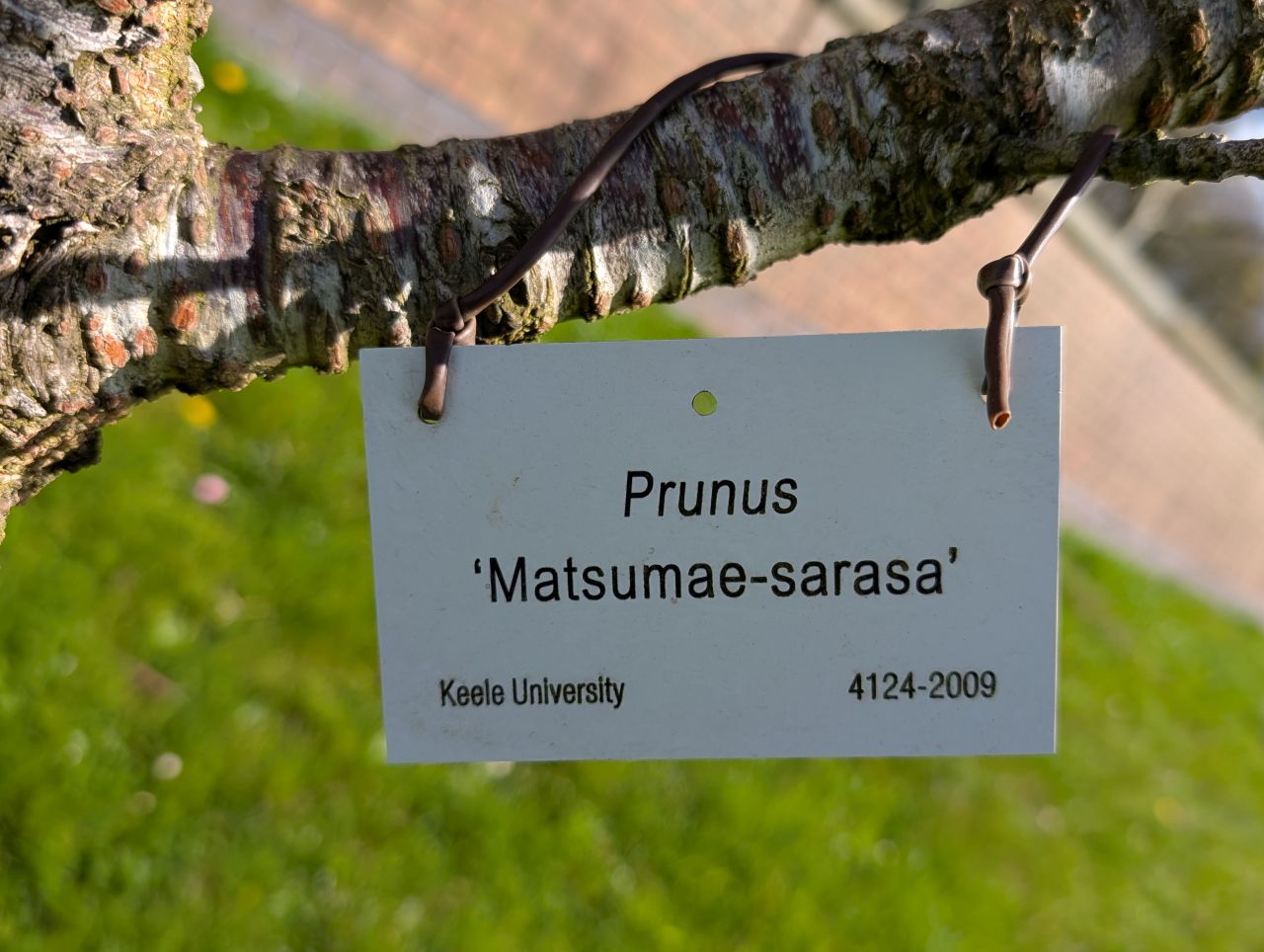 2026-04-05 38 Keele Cherry Blosson.jpg