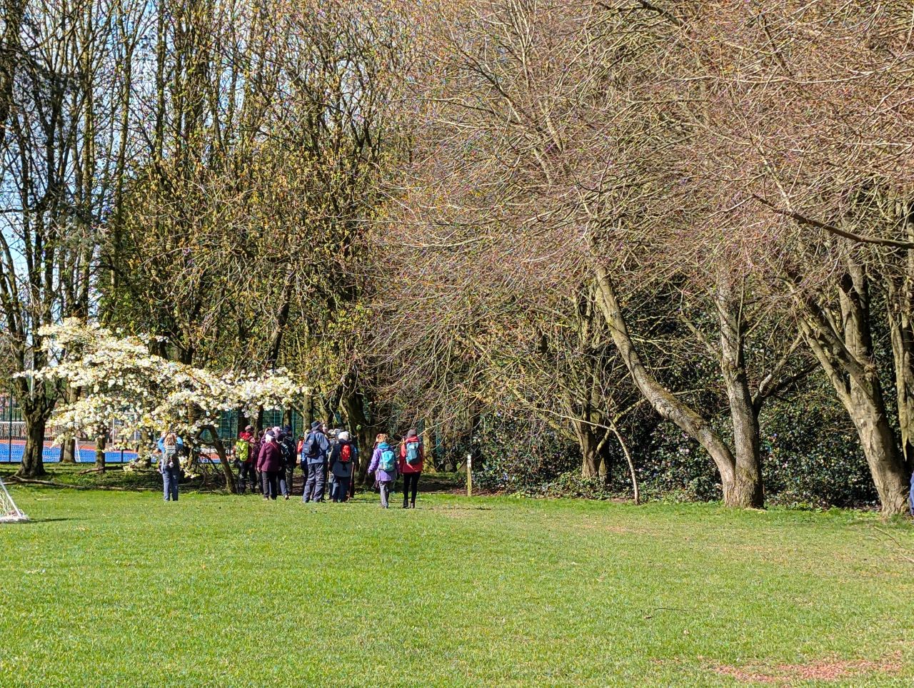 2026-04-05 39 Keele Cherry Blossom.jpg