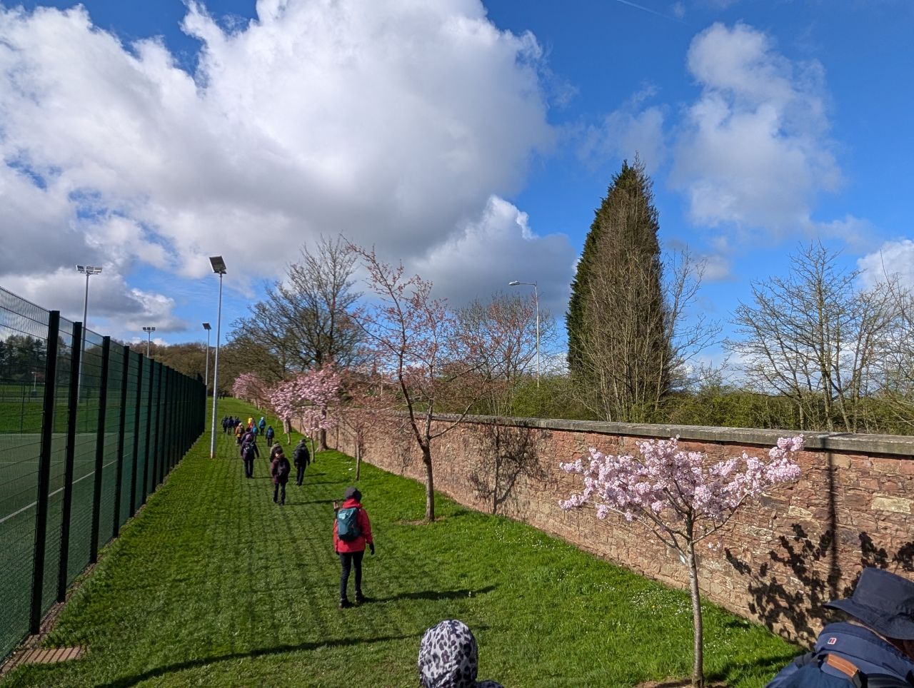 2026-04-05 40 Keele Cherry Blosson.jpg