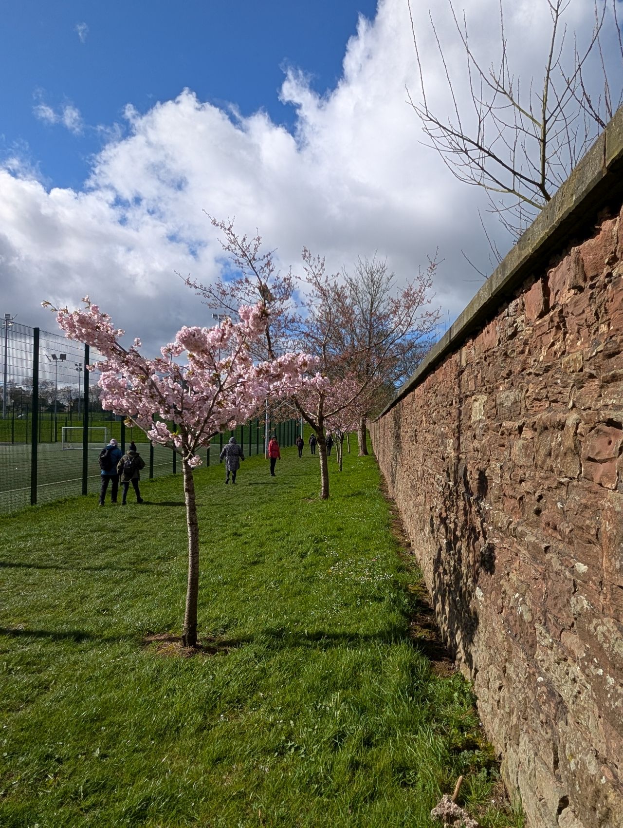 2026-04-05 41 Keele Cherry Blossom.jpg