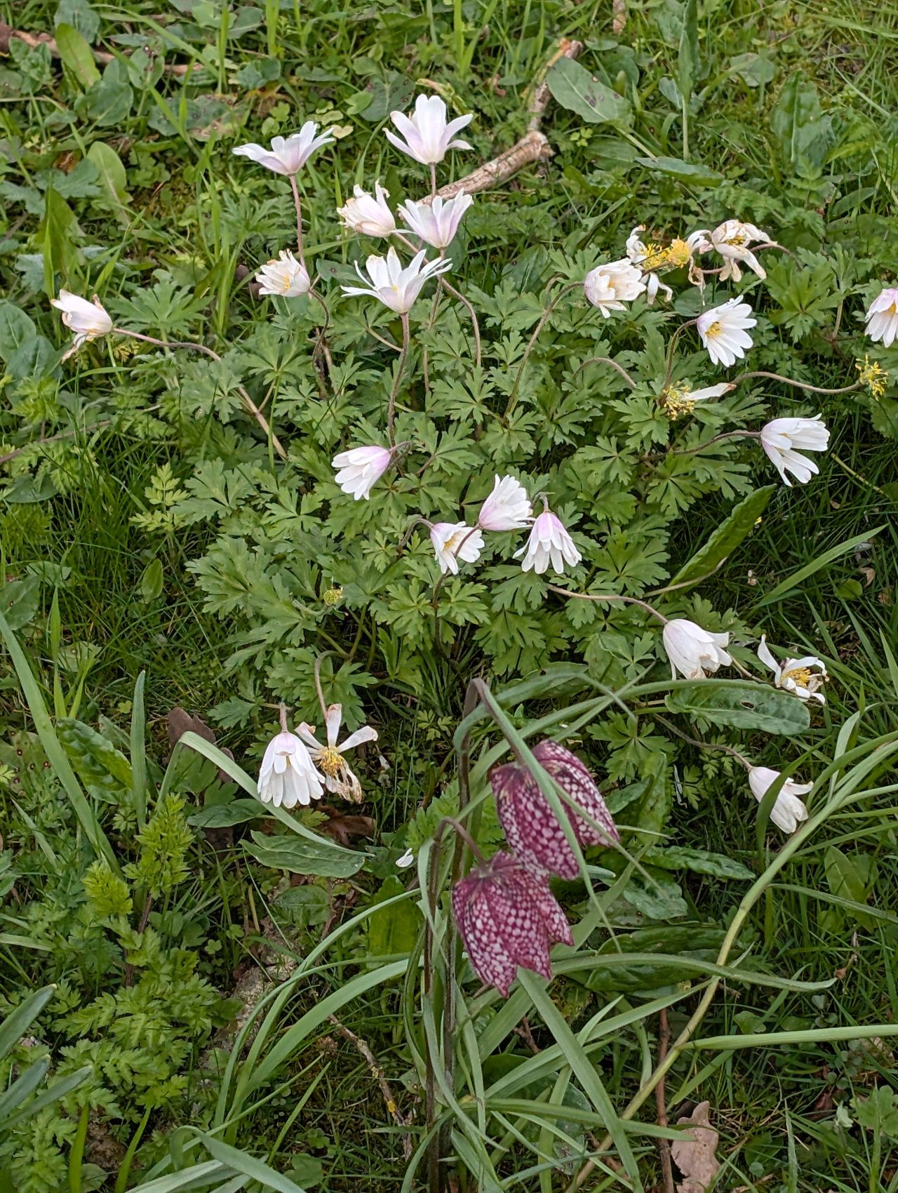 2026-04-05 48 Keele Cherry Blosson.jpg