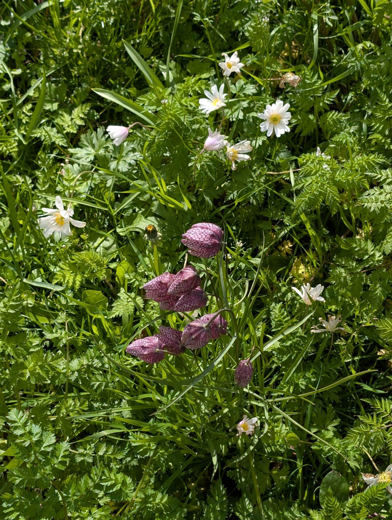 2026-04-05 49 Keele Cherry Blosson.jpg