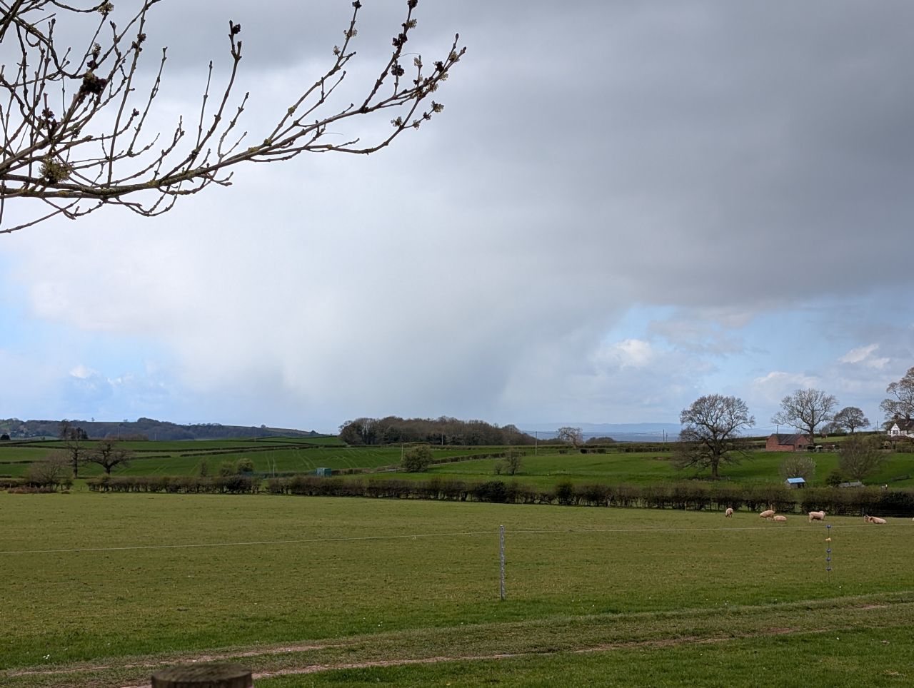 2026-04-05 53 Keele Cherry Blossom.jpg